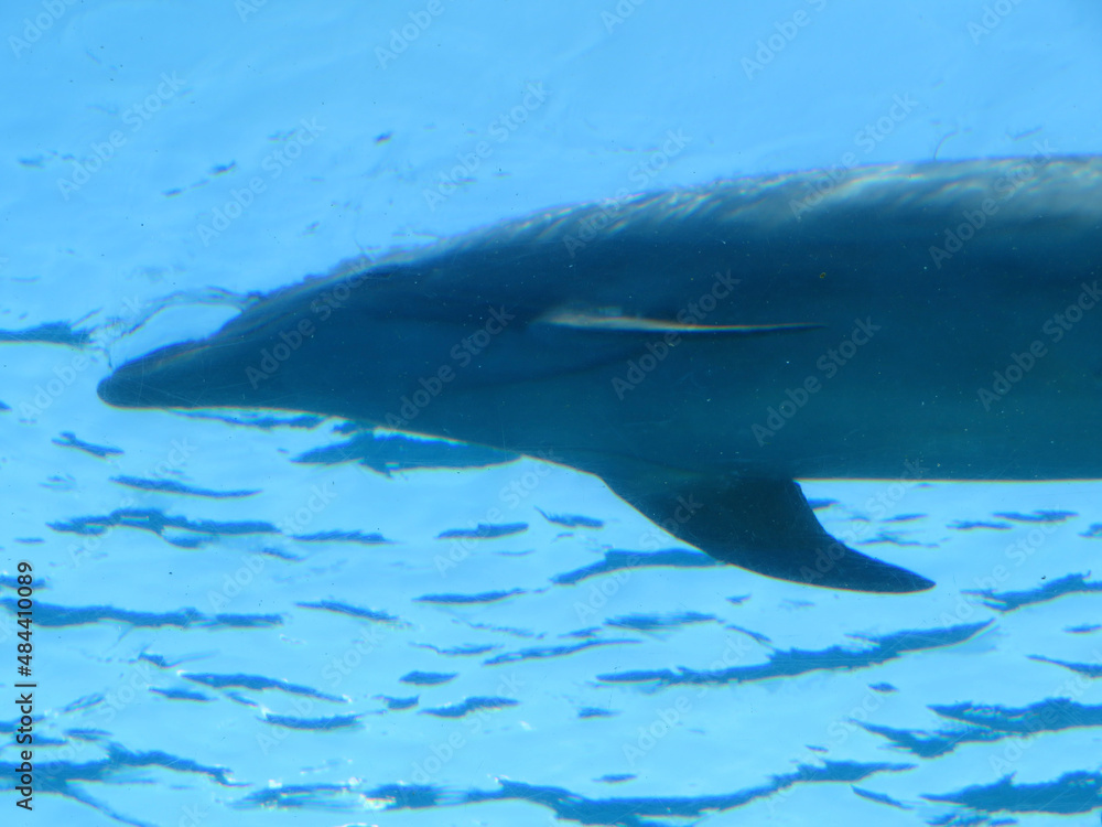 Obraz premium dolphin in the water