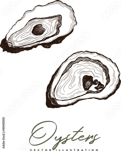 Oysters hand-drawn illustration vector isolated