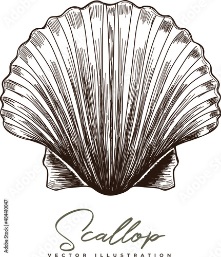 Vector hand-drawn seashell / scallop illustration on white background