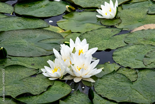 white water lilies
