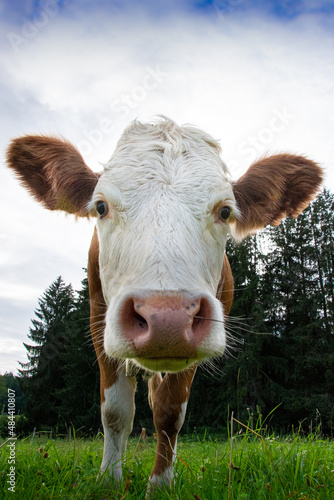 cow in a field