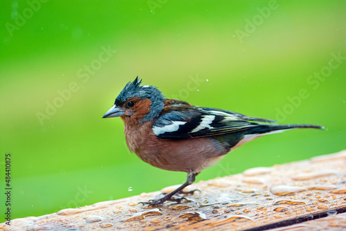 bird on a branch