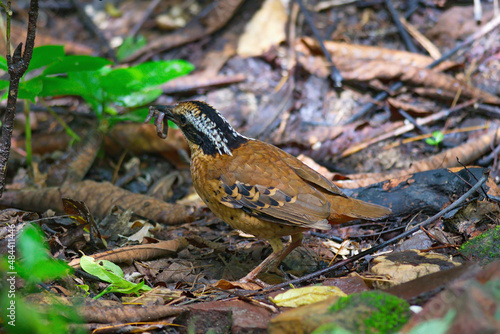 Variety of Pitta birds from Thailand with young and fecal sac photo