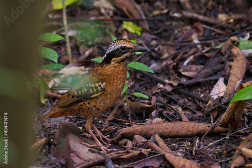 Variety of Pitta birds from Thailand with young and fecal sac photo