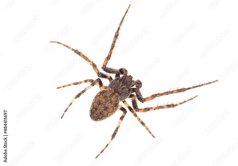 Walnut orb-weaver spider isolated on white background, Nuctenea umbratica male Walnut orb-weaver spider isolated on white background, Nuctenea umbratica male
