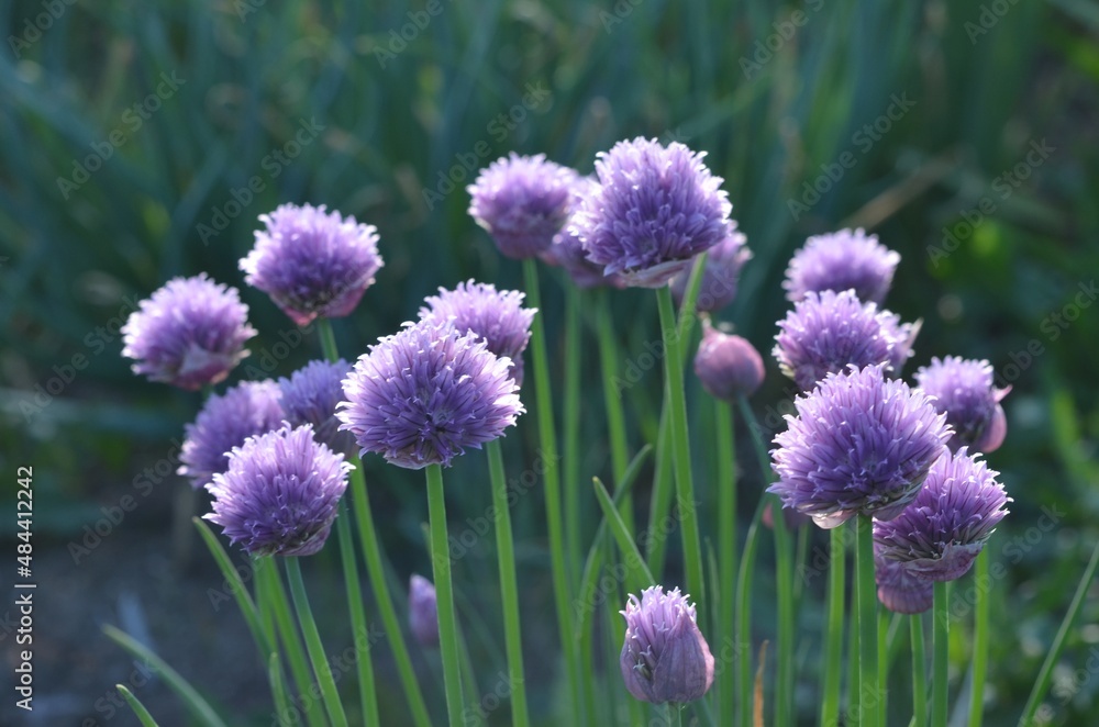 Blooming ornamental chive 'Lilac Mist' Blooming ornamental chive 'Lilac Mist'