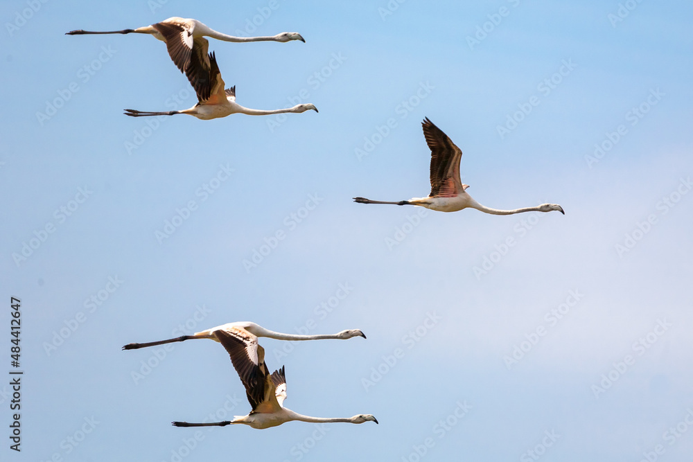Obraz premium Flamingos in flight