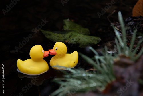 Obraz na plátně two ducks kissing