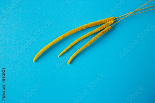 wheat on a blue background