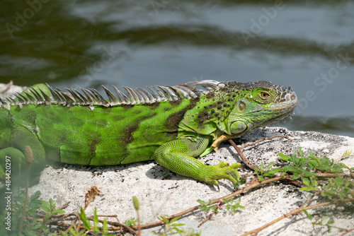 Green iguana