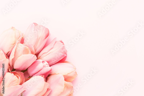 Bouquet of pink tulips on a pink background. Mother's day, Valentines Day, Birthday concept