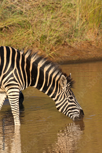 Zebra  Pilanesberg