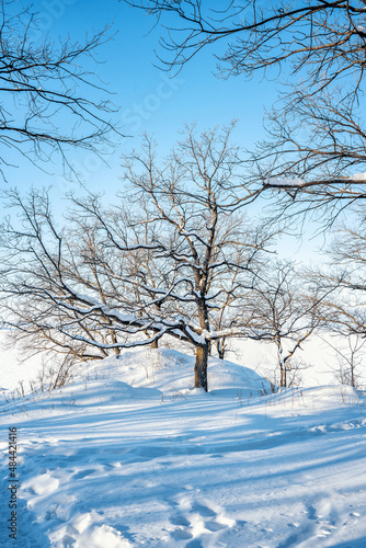 A winter wonderland with beautiful snow and a lonely tree, a beautiful natural landscape