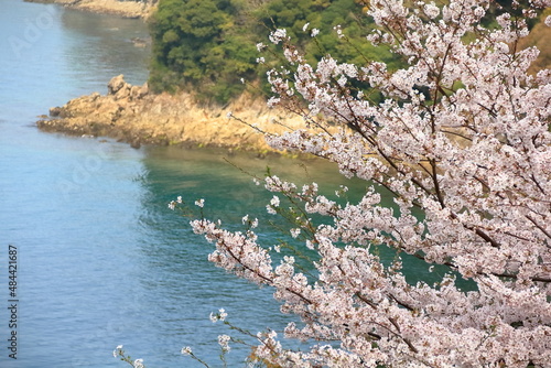 海沿いの桜