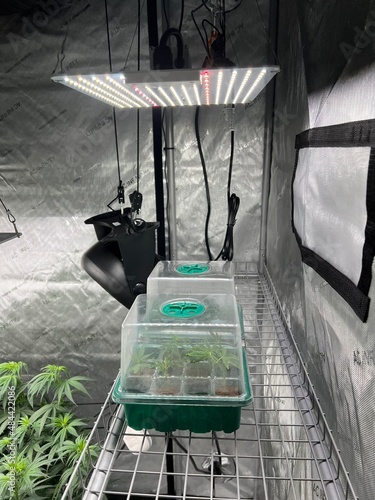 Obraz na płótnie clones, weed, Marijuana, pot, seedling, grow tent, grow light,