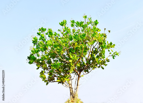 tree with leaves