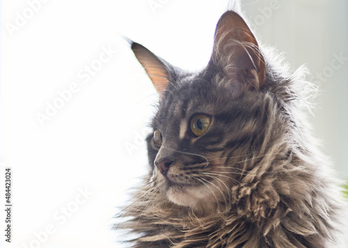 Adorable and sweet pet, grey fluffu maine coon or mainecoon cat or kitten portrait close-up.  photo