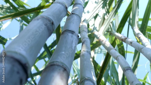 Slow motion scene of sugarcane plantation sugarcane cultivation