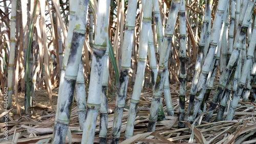 Slow motion scene of sugarcane plantation sugarcane cultivation