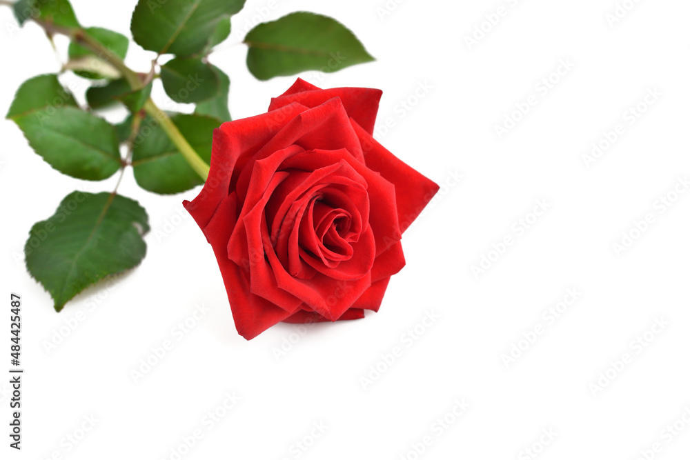 Fototapeta premium Single red rose isolated on white background. Selective focus.