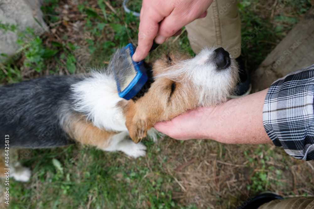 Man hand grooming the pet dog