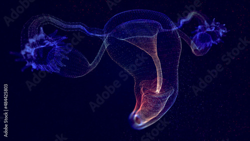 Female Reproductive System with Nervous System and Urinary Bladder Anatomy. 3d illustration.