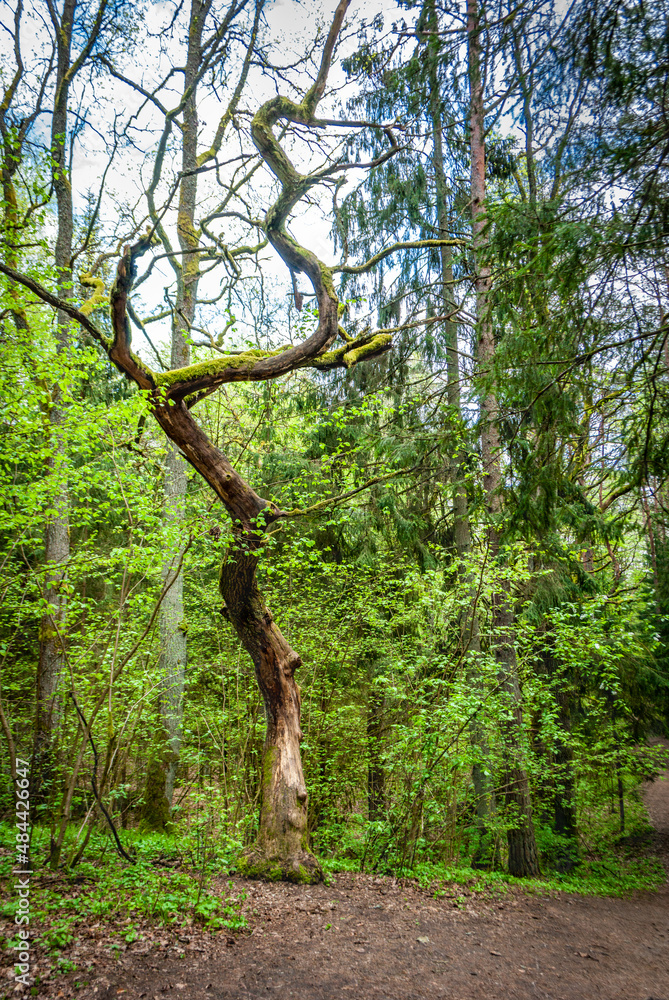 Fototapeta premium The trunk of a dead winding tree against the background of a spring forest, Varnikai Cognitive Trail, Lithuania