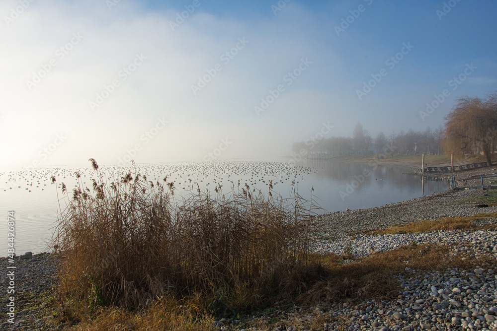 Nebel am Ufer des Bodensees Nebel am Ufer des Bodensees
