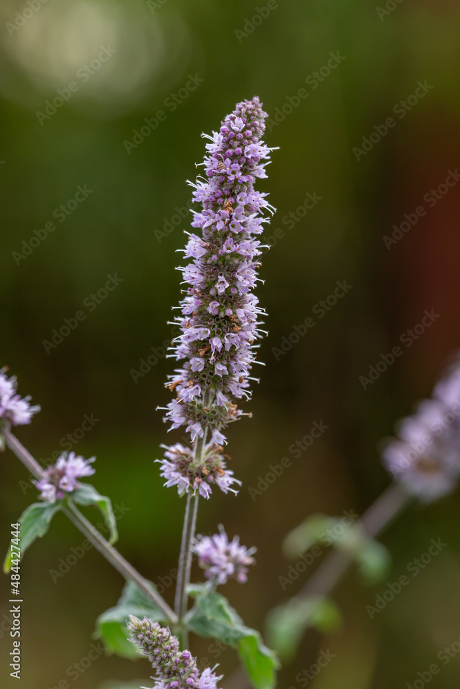 Blooming purple Mentha suaveolens in sunlight close-up photo. Fluffy mint plant with small lilac flowers on a sunny summer day macro photography. A flowering plant with pink flowers. Blooming purple Mentha suaveolens in sunlight close-up photo. Fluffy mint plant with small lilac flowers on a sunny summer day macro photography. A flowering plant with pink flowers.