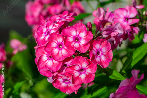 Pink blossom garden phlox macro photography on a summer sunny day. Purple little flowers close-up photo in the summer garden. A flowering plant in sunlight with pink petals floral background.