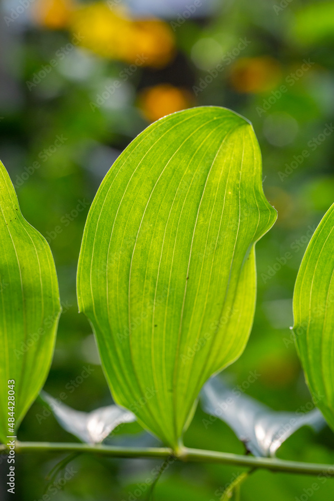 Fototapeta premium Green leaf of a garden plant in sunlight macro photography. The texture of a juicy leaf on a sunny summer day, close-up photo. Fresh greens with deep shadows in the springtime. 