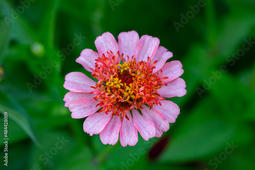 Blossom pink zinnia flower on a green background on a summer day macro photography. Blooming zinnia with purple petals close-up photo in summertime.