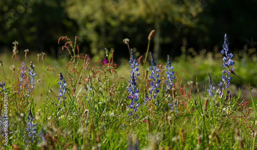 Narrowleaf lupin blue flowers photo