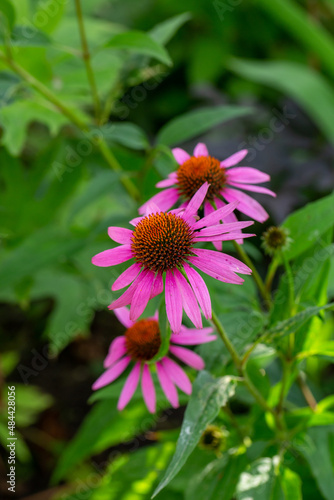 Blooming purple coneflowers on a green background on a sunny summer day macro photography. Echinacea flower with bright violet petals close-up photo in summer. 