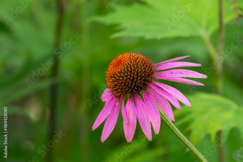 Blooming purple coneflowers on a green background on a sunny summer day macro photography. Echinacea flower with bright violet petals close-up photo in summer. 