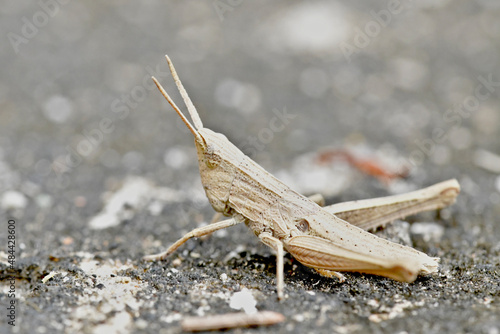 White Grasshopper 