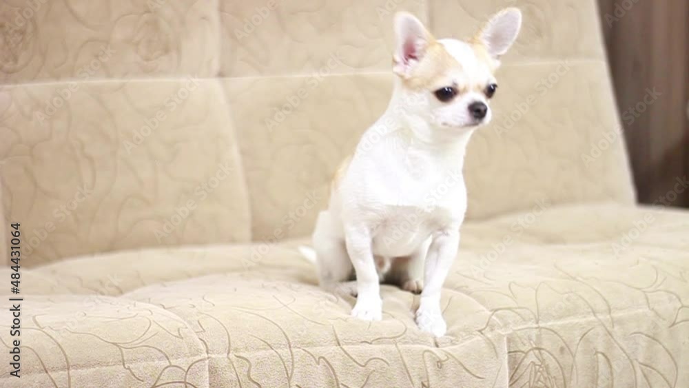 Chihuahua dog, boy. Cheerful, cute, funny, sad, tired Lies sits runs around the sofa and barks Chihuahua dog, boy. Cheerful, cute, funny, sad, tired Lies sits runs around the sofa and barks