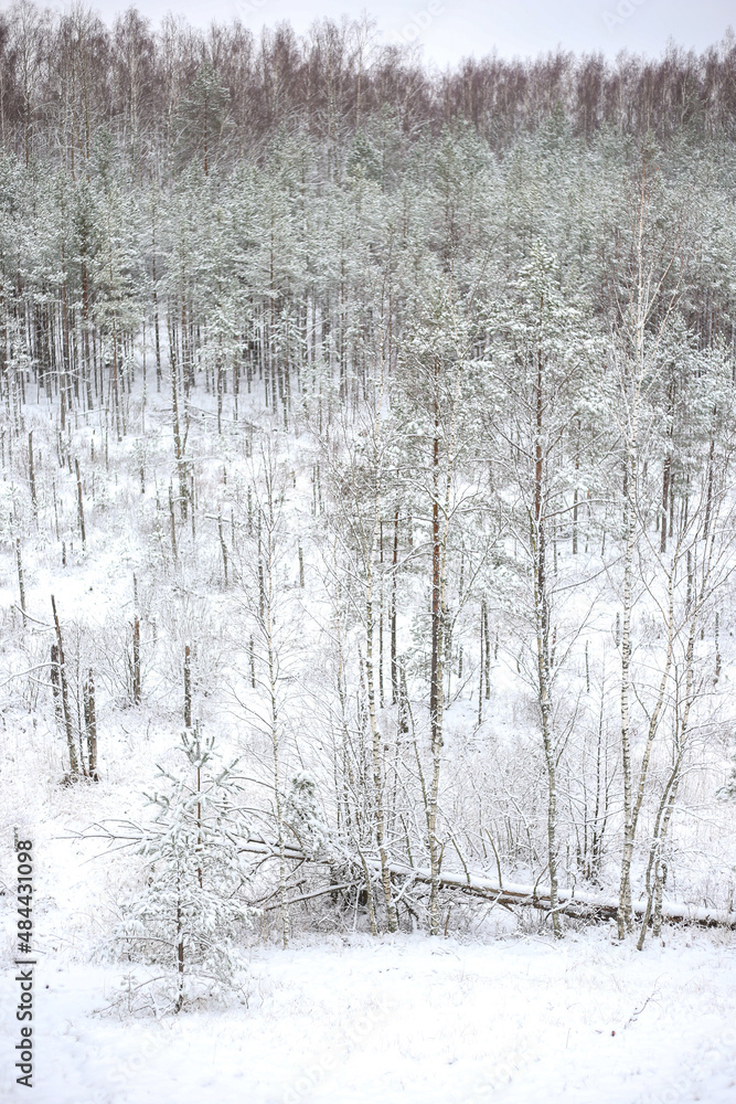 Fototapeta premium Beautiful Europe winter pine tree forest snow landscape.