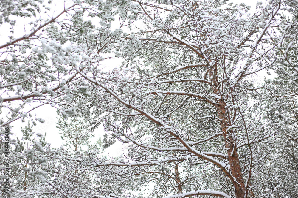 Close up winter tree details with white snow. Close up winter tree details with white snow.