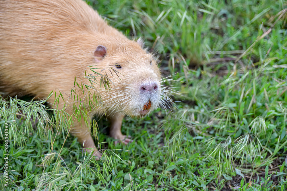 A beaver among the grassy greenery in the field is looking for food. A beaver among the grassy greenery in the field is looking for food.