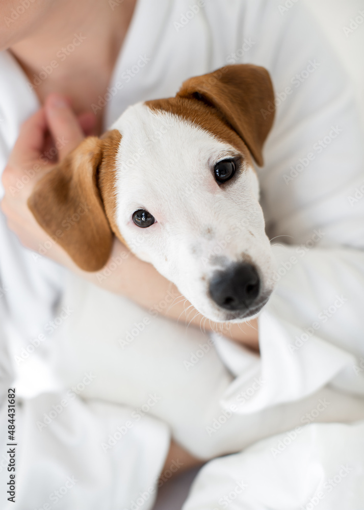 In the arms of a Jack Russell terrier puppy. Pets love. Dog's head close-up.