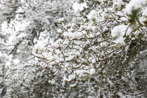 Wallpaper Mural Close up winter tree details with white snow. Torontodigital.ca