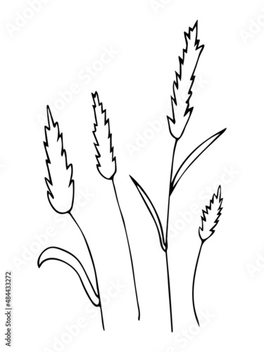 Set of hand drawn outline wheat, black botanical illustrations isolated on white background. Doodle drawing