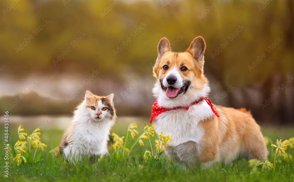 cute fluffy friends cat and puppy corgi pembroke walk on a blooming sunny meadow