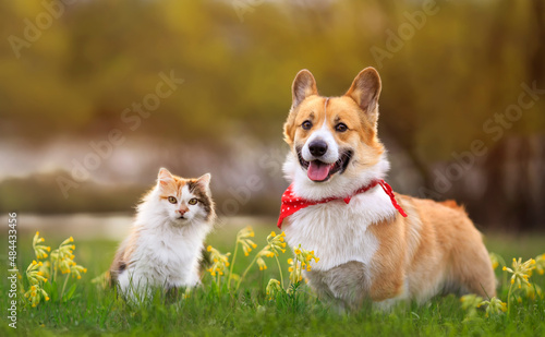 Canvas Print cute fluffy friends cat and puppy corgi pembroke walk on a blooming sunny meadow