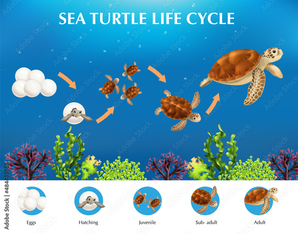 Life Cycle Of Turtle This Is Actually Happening Now - ym81fnj