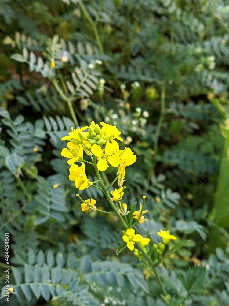 yellow flowers in the garden yellow flowers in the garden