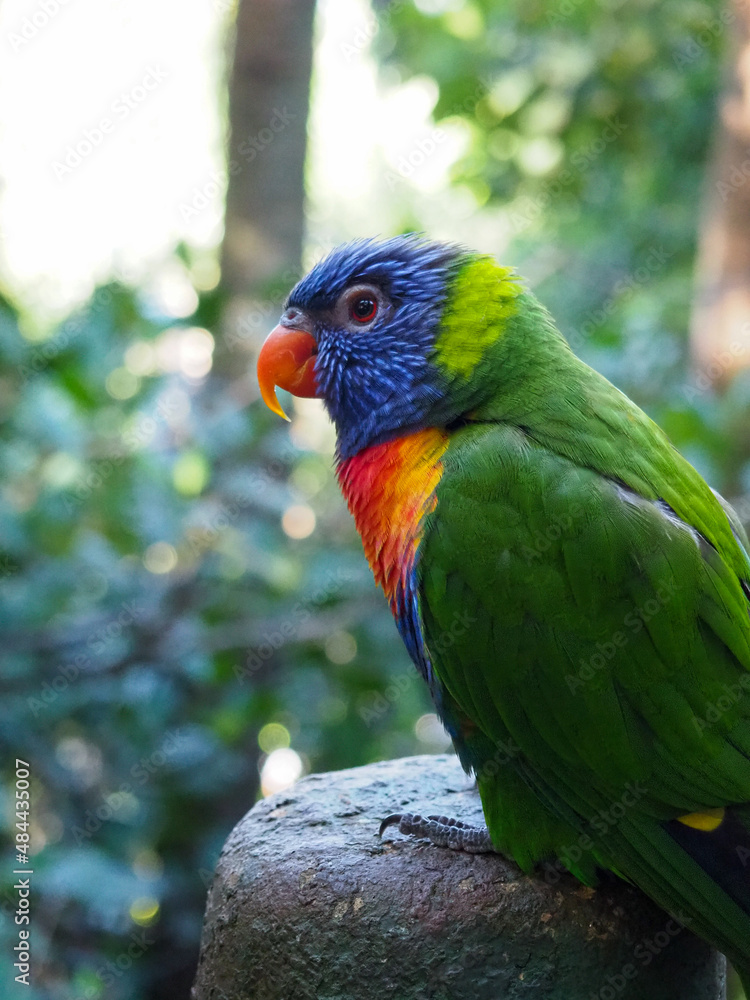 Portrait of rainbow lorikeet parrot