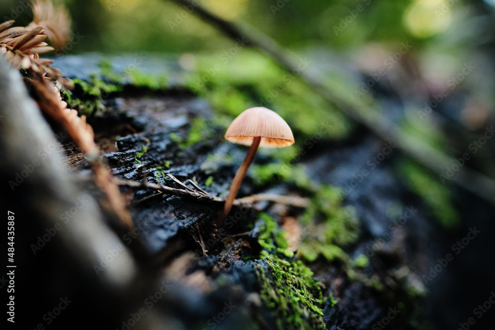 Small Brown Mushroom Growing Out of Mossy Wet Tree Bark Small Brown Mushroom Growing Out of Mossy Wet Tree Bark