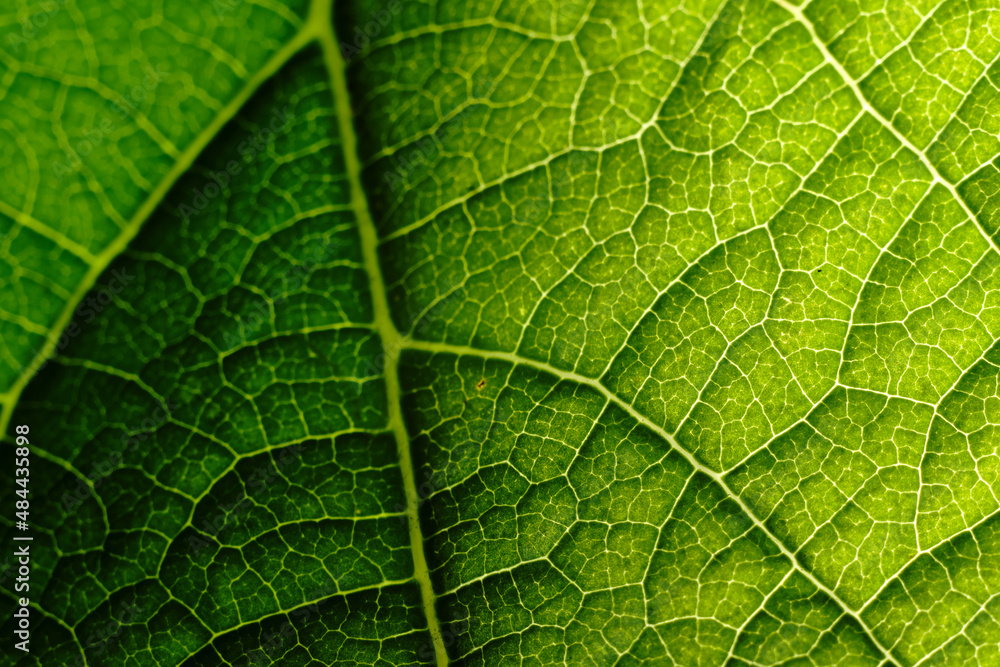 Green and Yellow Leaf Texture Macro Green and Yellow Leaf Texture Macro